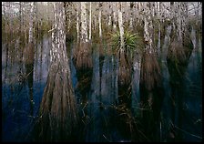 Cypress dome with trees growing out of dark swamp. Everglades National Park, Florida, USA. (color)