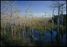 Pond Cypress (Taxodium ascendens) near Pa-hay-okee, morning. Everglades National Park ( color)
