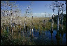 Cypress near Pa-hay-okee, morning. Everglades  National Park ( color)