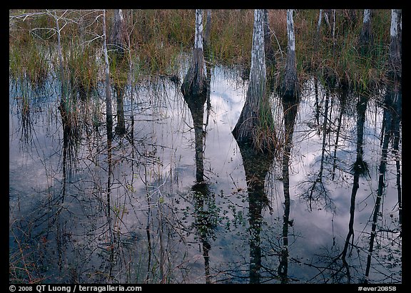 Cypress trees reflected in pond. Everglades National Park, Florida, USA.