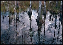 Cypress trees reflected in pond. Everglades National Park ( color)