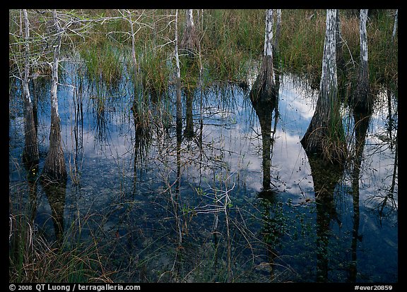Bald Cypress reflections near Pa-hay-okee. Everglades National Park, Florida, USA.