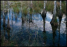 Bald Cypress reflections near Pa-hay-okee. Everglades National Park, Florida, USA. (color)