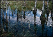 Bald Cypress reflections near Pa-hay-okee. Everglades National Park ( color)