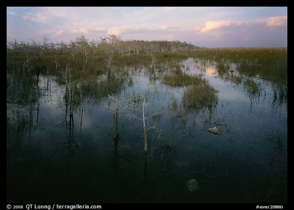 Cypress and sawgrass near Pa-hay-okee, evening. Everglades  National Park (color)