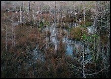 Freshwater swamp with sawgrass and cypress seen from above, Pa-hay-okee. Everglades National Park, Florida, USA. (color)