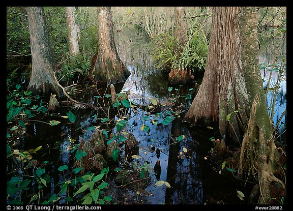 Large bald cypress (Taxodium distichum) and cypress knees in dark swamp water. Everglades National Park (color)