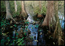 Large bald cypress (Taxodium distichum) and cypress knees in dark swamp water. Everglades National Park, Florida, USA. (color)