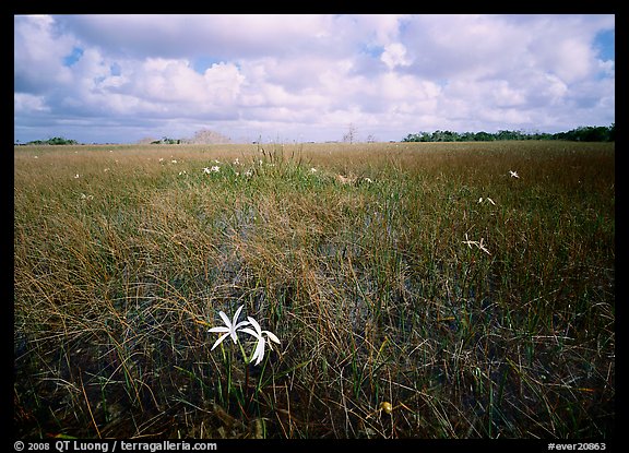 Swamp lilly (Crinum americanum) and sawgrass (Cladium jamaicense). Everglades National Park, Florida, USA.