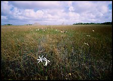 Swamp lilly (Crinum americanum) and sawgrass (Cladium jamaicense). Everglades National Park, Florida, USA. (color)