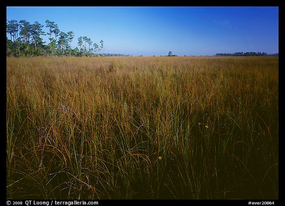 Flowers, sawgrass expense, and pine trees. Everglades  National Park (color)