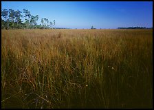 Flowers, sawgrass expense, and pine trees. Everglades  National Park ( color)