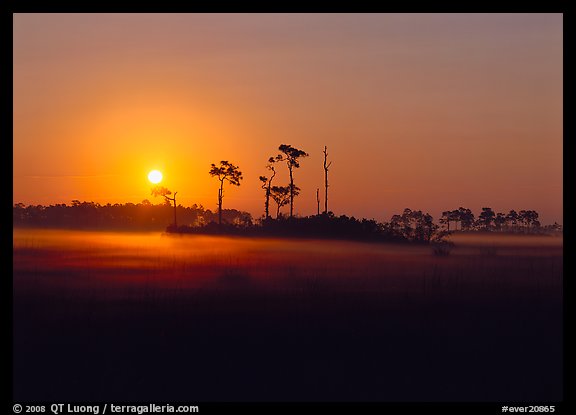 Pine trees and fog at sunrise. Everglades  National Park (color)