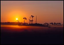 Pine trees and fog at sunrise. Everglades National Park, Florida, USA. (color)