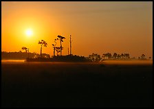 Sun rising behind group of pine trees. Everglades National Park, Florida, USA.