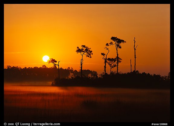 Sun rising behind group of pine trees with fog on the ground. Everglades National Park (color)