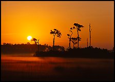 Sun rising behind group of pine trees with fog on the ground. Everglades National Park, Florida, USA.