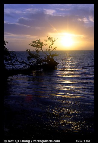 Sun rising over fallen Mangrove tree, Florida Bay. Everglades National Park, Florida, USA.