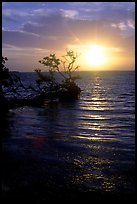 Sun rising over fallen Mangrove tree, Florida Bay. Everglades National Park ( color)