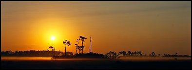 Landscape of pine trees and grasslands at sunrise. Everglades National Park, Florida, USA.