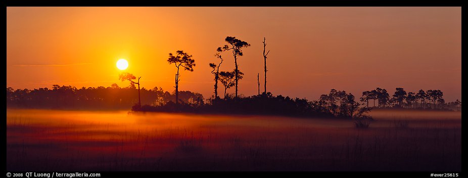 Sun rises above pine trees and a layer of mist on the ground. Everglades National Park (color)