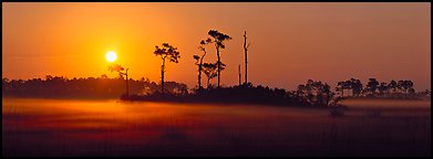 Sun rises above pine trees and a layer of mist on the ground. Everglades National Park (Panoramic color)