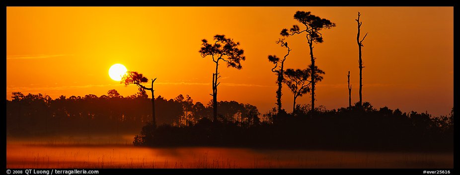 Sun rises above isolated pine trees. Everglades National Park (color)