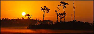 Sun rises above isolated pine trees. Everglades National Park (Panoramic color)