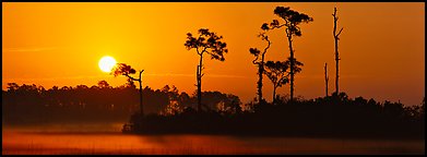 Sun rises above isolated pine trees. Everglades National Park, Florida, USA.