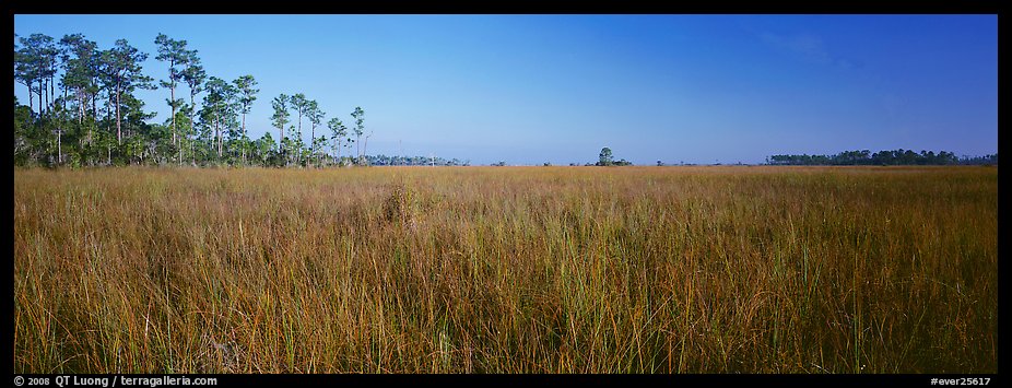 Sawgrass landscape. Everglades National Park (color)