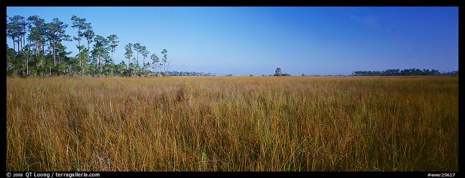 Sawgrass landscape. Everglades  National Park (color)