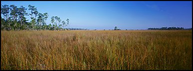 Sawgrass landscape. Everglades National Park (Panoramic color)