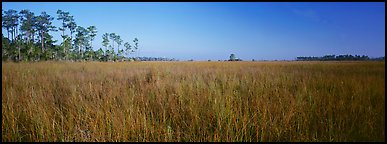 Sawgrass landscape. Everglades  National Park (Panoramic color)