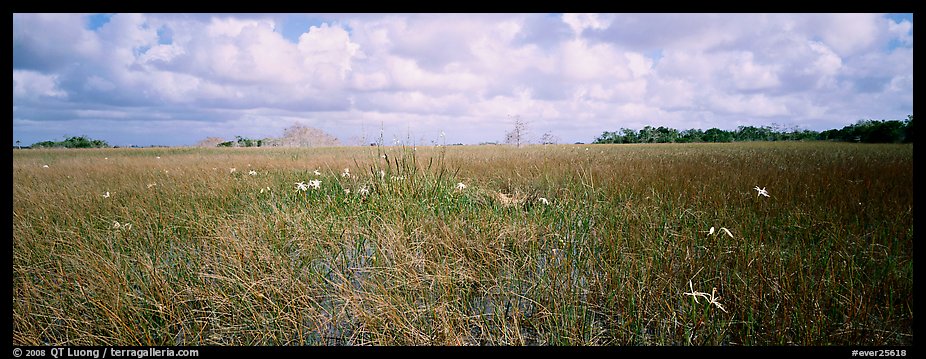 Marsh landscape with swamp lillies. Everglades  National Park (color)