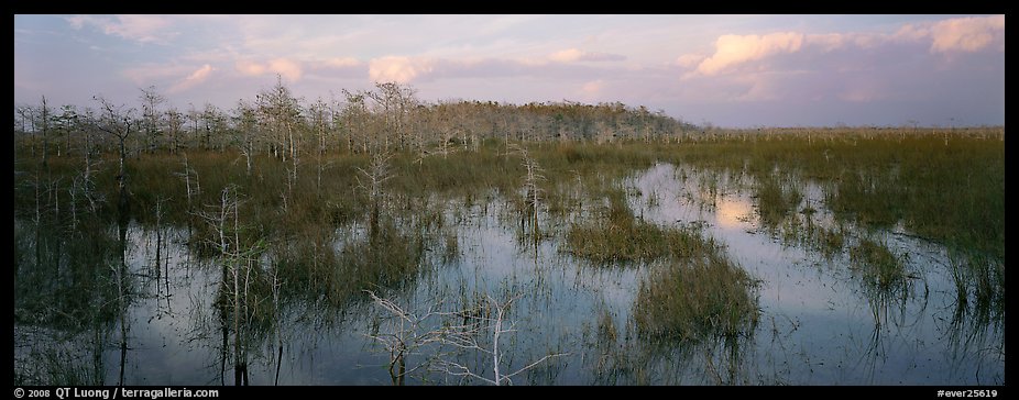 Swamp landscape in the evening. Everglades National Park (color)