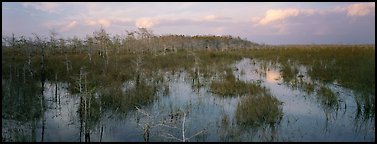 Swamp landscape in the evening. Everglades National Park (Panoramic color)