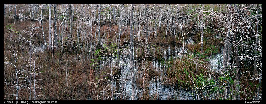 Cypress trees and marsh. Everglades National Park (color)
