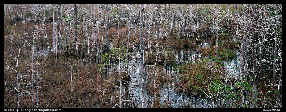 Cypress trees and marsh. Everglades  National Park (color)