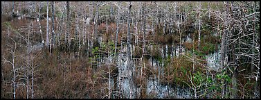 Cypress trees and marsh. Everglades National Park (Panoramic color)