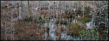 Cypress trees and marsh. Everglades National Park, Florida, USA.