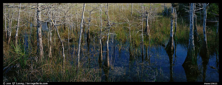 Marsh scene with cypress trees and reflections. Everglades National Park (color)