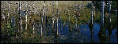 Marsh scene with cypress trees and reflections. Everglades National Park (Panoramic color)