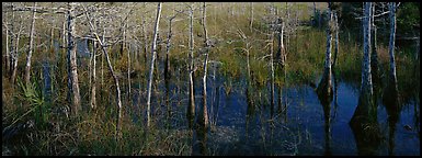 Marsh scene with cypress trees and reflections. Everglades  National Park (Panoramic color)