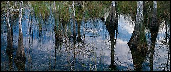 Calm sky and cypress trees reflections. Everglades National Park, Florida, USA.