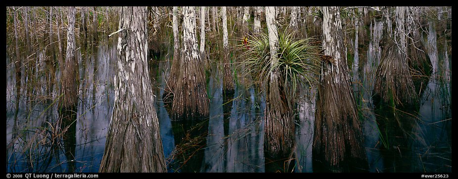 Bald cypress growing out of dark swamp water. Everglades  National Park (color)