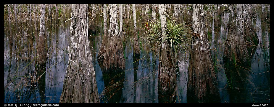 Bald cypress growing out of dark swamp water. Everglades National Park (color)