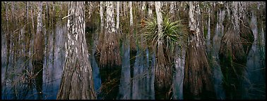 Bald cypress growing out of dark swamp water. Everglades  National Park (Panoramic color)