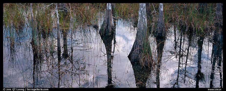 Cypress reflections. Everglades National Park (color)