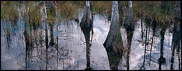 Cypress reflections. Everglades National Park (Panoramic color)