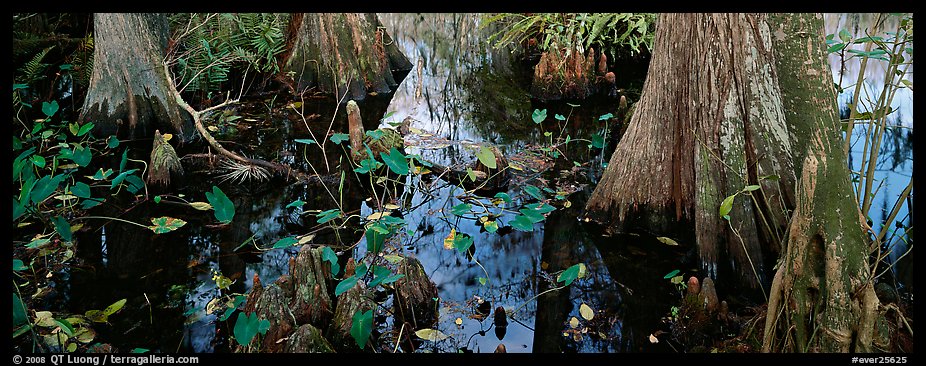 Large bald cypress roots and knees. Everglades National Park, Florida, USA.